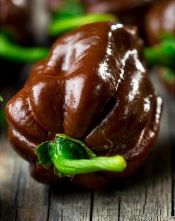 Actual product image Tropica Chocolate-Habanero Chili Capsicum Chinense