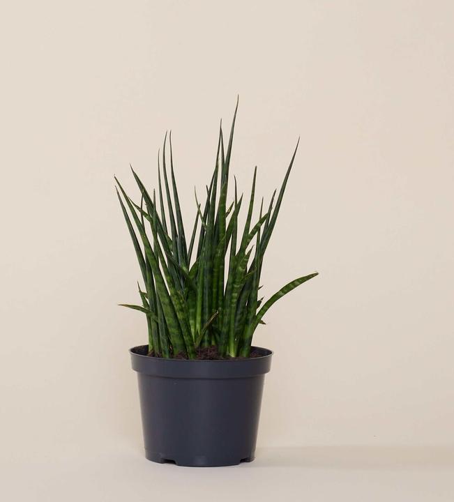 Actual product image Mary and Plants Mikado Snake (35 cm)
