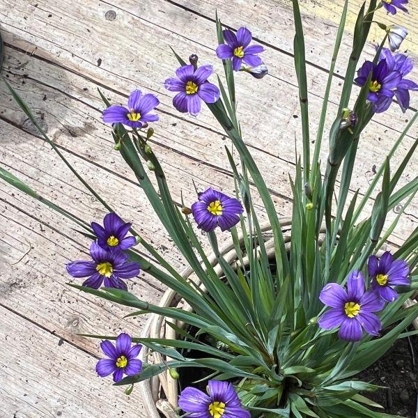Actual product image Säntispracht Set of 3, The evergreen rush lily - Sisyrinchium angustifolium Lucerne (20 cm)