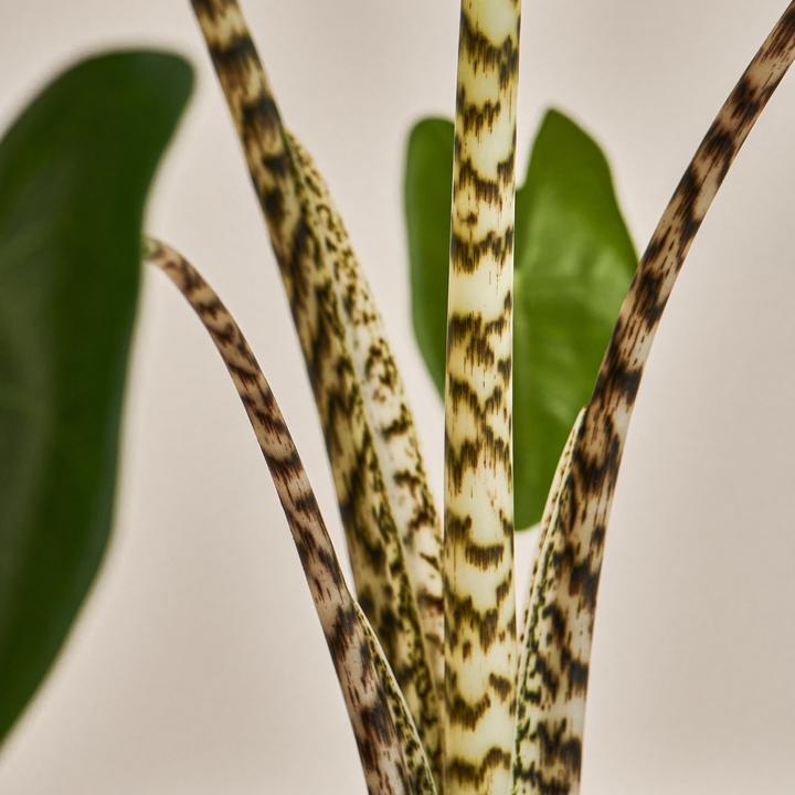 Produktbild Mary and Plants Alocasia Zebrina mit HAY Topf in Schwarz (55 cm)