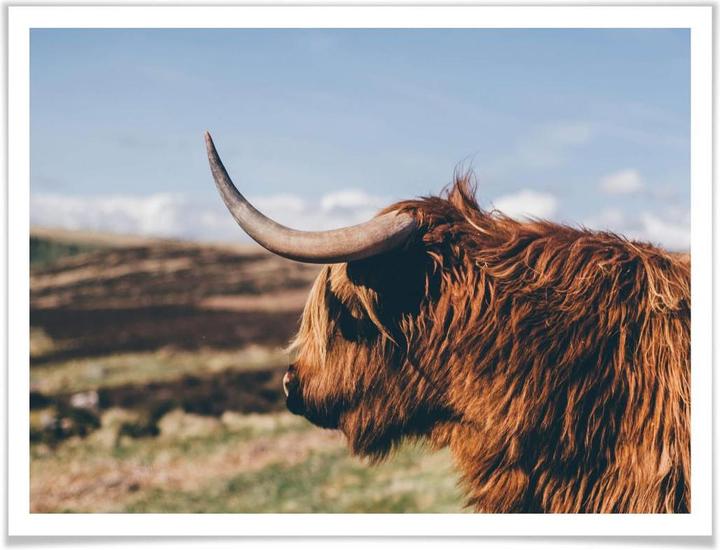 Actual product image Trenddeko Highland Cow 02 (30 x 24 cm)