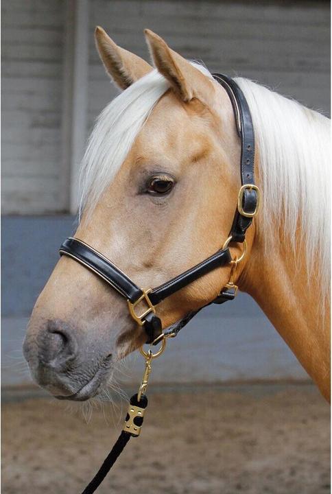 Actual product image Harry's Horse Leather horse halter with piping