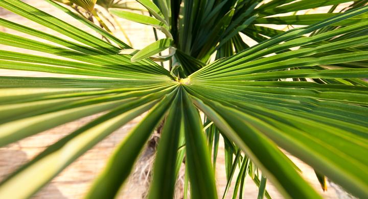 Actual product image Plant in a Box Trachycarpus Fortunei - (35 cm)