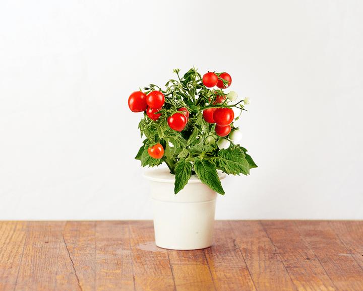 Immagine prodotto Click and Grow Mini Pomodori (Semi di verdura)