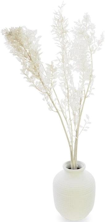 Soli Collection Trockenblumen Ruscus 70-75 cm, Weiss (Trockenblumen)