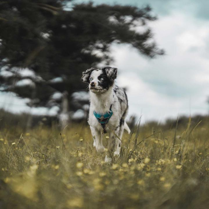 Produktbild Hunter Geschirr Divo (L, Hund, Allgemein)