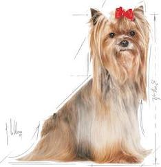 Immagine prodotto Royal Canin per Yorkshire Terrier per adulti Yorkshire Terrier 8+. Peso - 1,5 kg. (Adulto, 1 pz., 1500 g)