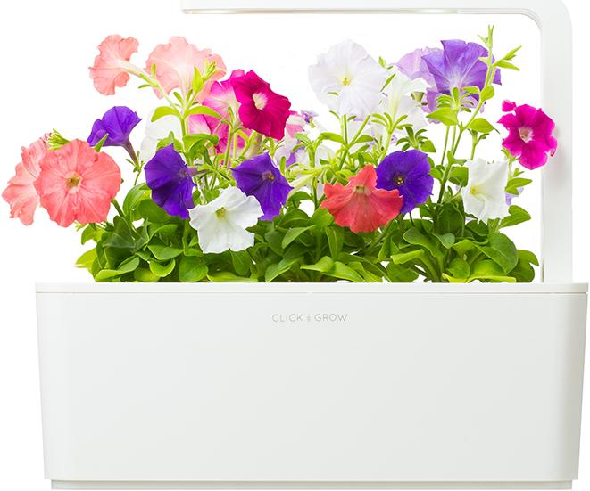 Actual product image Click and Grow Petunia (Flower seeds)