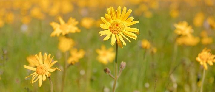 Immagine prodotto Weleda Arnica (100 ml)