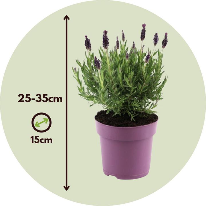 Actual product image Plant in a Box Lavandula stoechas 'Anouk' - Lavendelbaum (25 cm)
