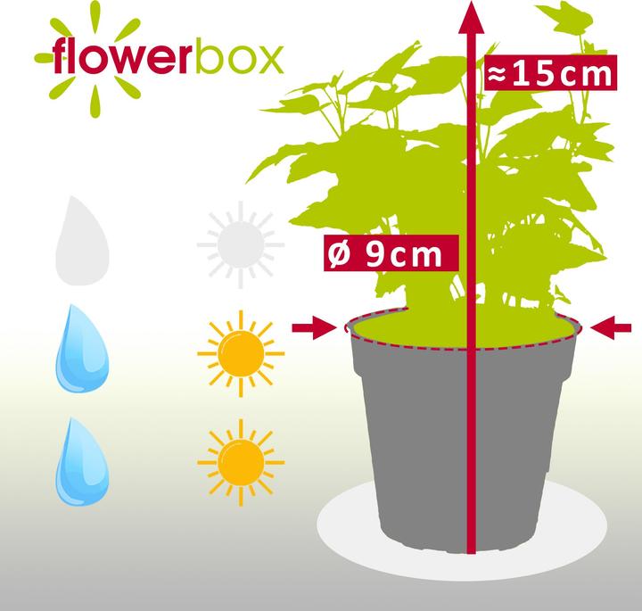 Immagine prodotto Flowerbox Edera comune - Hedera helix (15 cm)