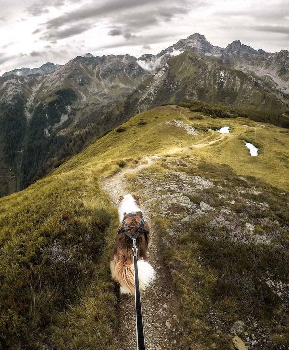 Produktbild Non-Stop Dogwear Freemotion Harness (10, Hund, Allgemein)