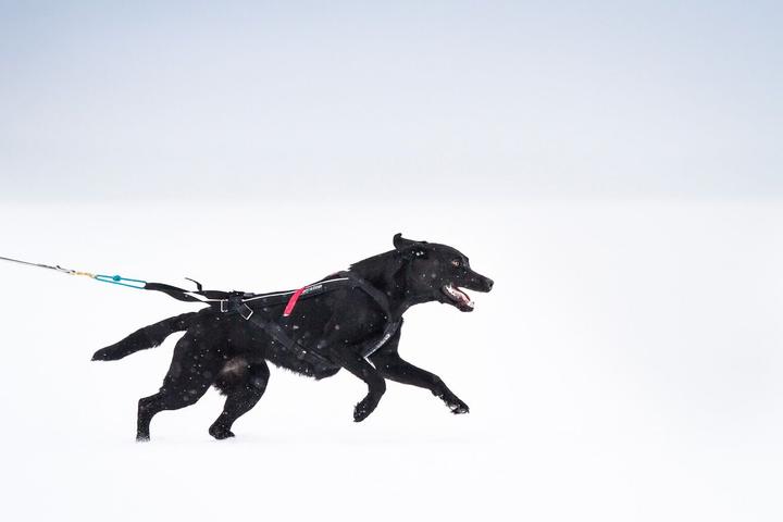 Produktbild Non-Stop Dogwear Freemotion Harness (10, Hund, Allgemein)