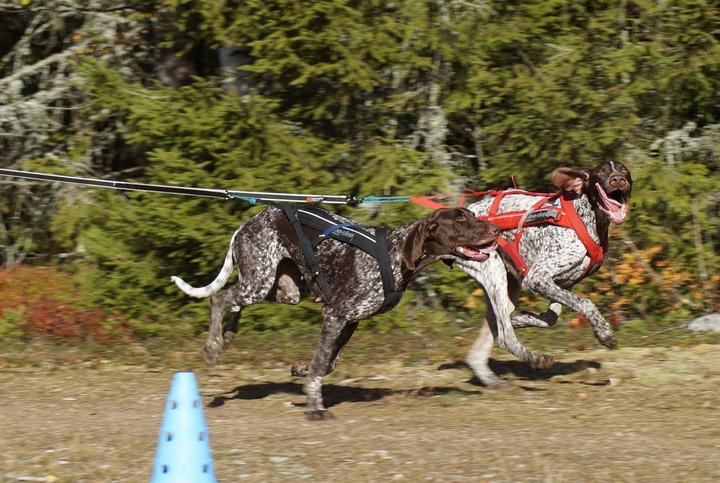 Produktbild Non-Stop Dogwear Freemotion Harness (10, Hund, Allgemein)