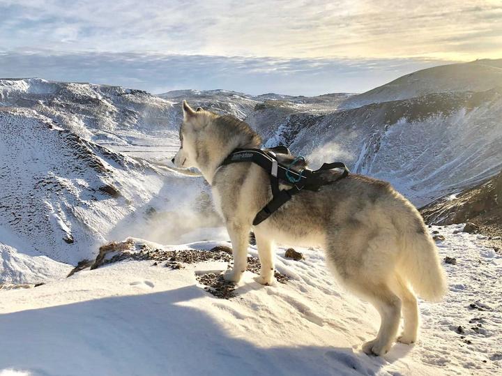 Produktbild Non-Stop Dogwear Freemotion Harness (10, Hund, Allgemein)