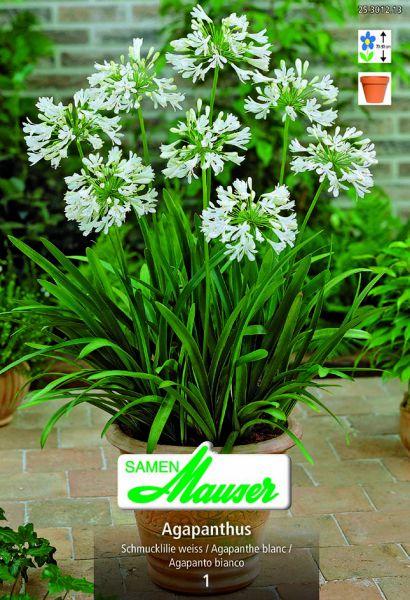Produktbild Samen Mauser Agapanthus Schmucklilie (Blumensamen)