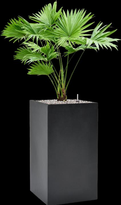 Produktbild Baq Design Livistonia rotundifolia & Baq Basic (110 cm)