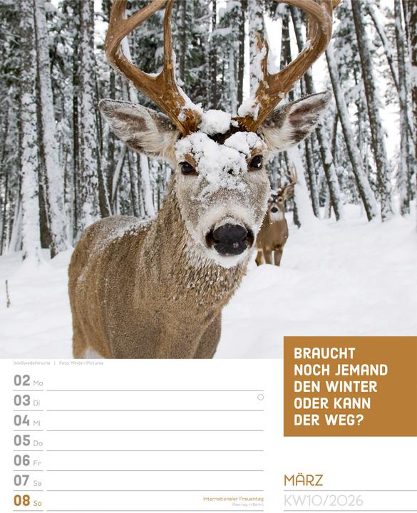 Immagine prodotto Tierisch! Sprüchekalender - Wochenplaner Kalender 2026 (25 x 33 cm, Tedesco)