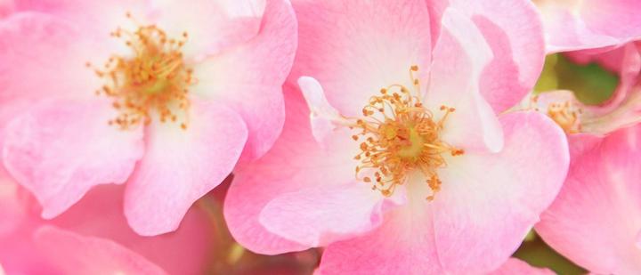 Actual product image Weleda Wild Rose Smoothing Eye Cream (Crème, 10 ml)