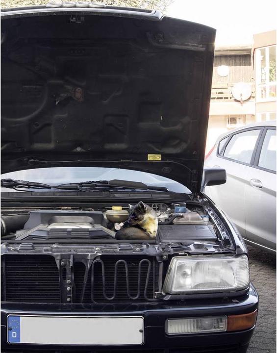 Image du produit Gardigo Défense contre les martres Marder Frei Auto Ultra