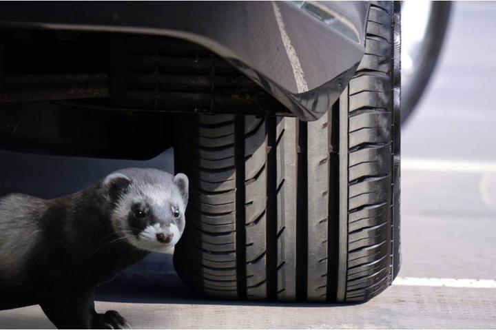 Image du produit Gardigo Défense contre les martres Marder Frei Auto Ultra