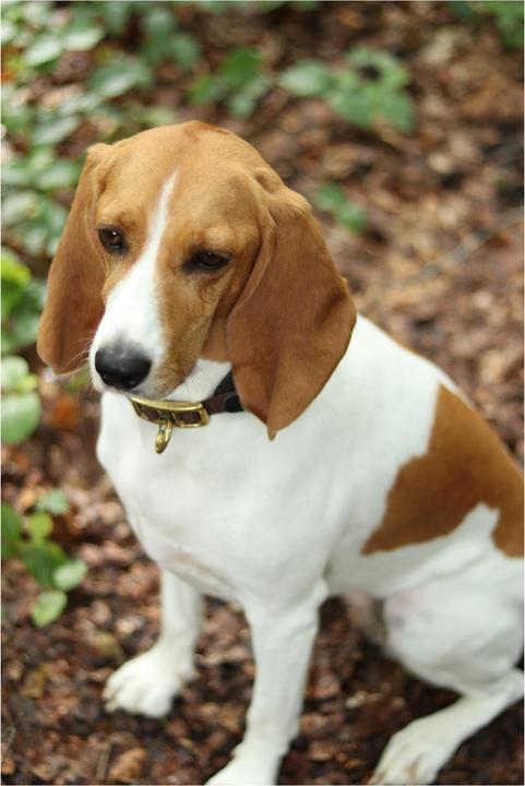 Image du produit Niggeloh Collier DeLuxe (M, Chien, Général)