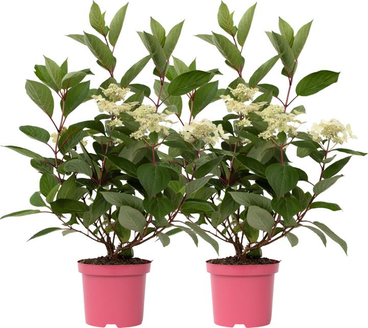 Image du produit Plant in a Box Hydrangea paniculata 'Early Harry' - Lot de 2 hortensias (25 cm)