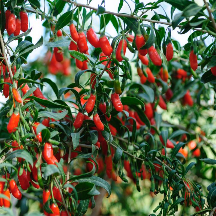 Produktbild Plant in a Box Lycium barbarum - 3er Set Goji Pflanzen (25 cm)