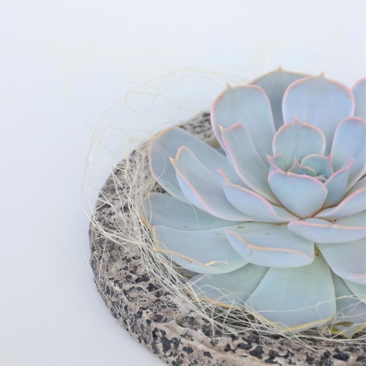 Image du produit Plant in a Box Echeveria lilacina - Koala Bowl (8 cm)