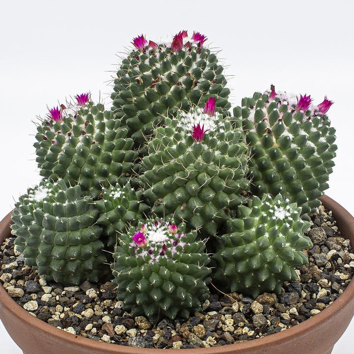 Image du produit Kakteen Gautschi Groupe Mammillaria toluca (20 cm)