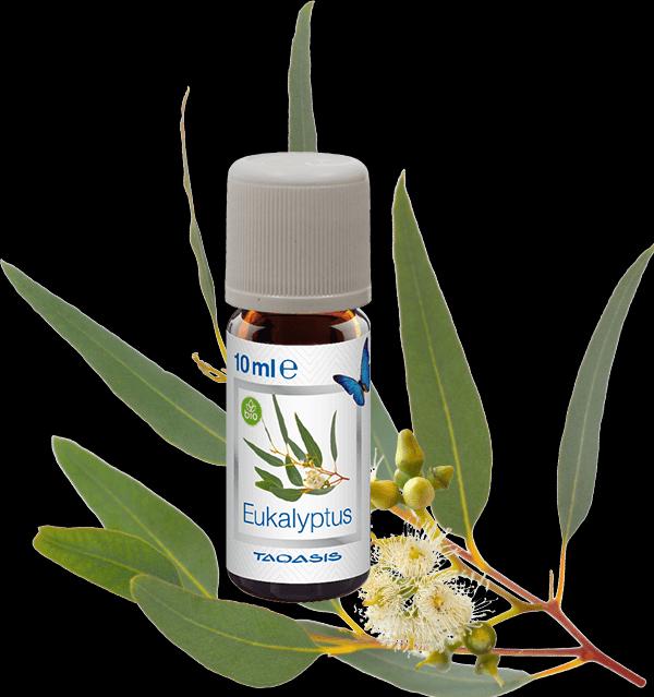 Produktbild Venta Bio-Duft Eukalyptus (3 x)