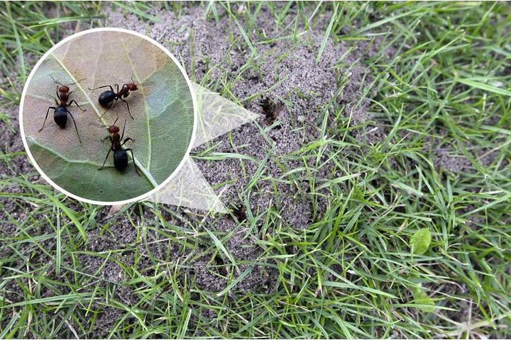 Immagine prodotto Gardigo Vole Repellent r Vole Ant Repellent