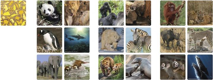 Actual product image Merchant Ambassador Memo animal families (36 pieces)