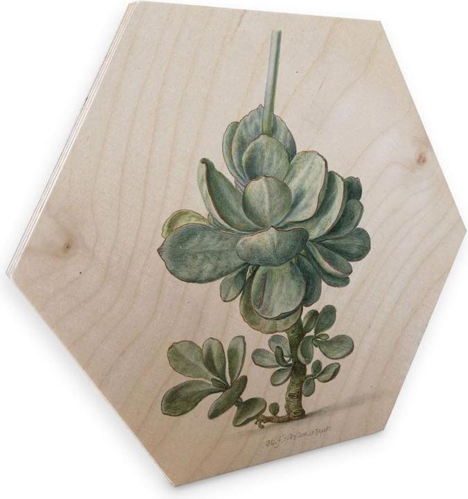 Produktbild Trenddeko Sukkulente (25 x 22 cm)
