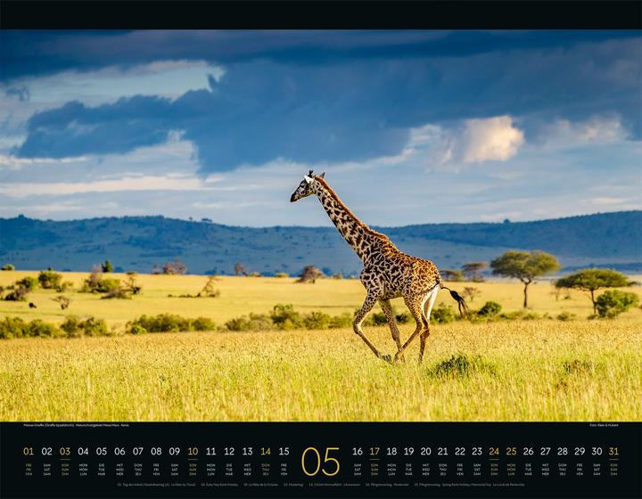 Produktbild Wildes Afrika Kalender 2026 (54 x 42 cm, Harter Einband, Englisch, Französisch, Deutsch)