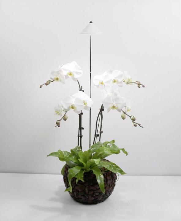 Actual product image Colibri SUNLiTE white (LED, 230 V)
