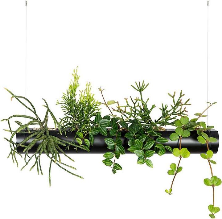 Actual product image Pendularis Set 0.5 Royal (50 cm)