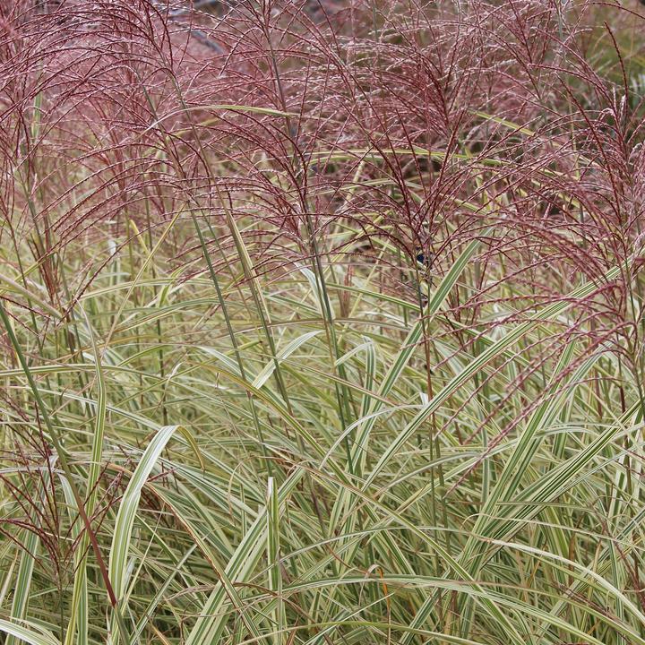 Image du produit Zulauf Chinaschilf / Miscanthus si. Variegatus (50 cm)