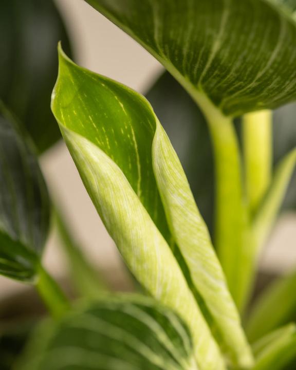 Image du produit feey Philodendron Birkin 'White Measure' (mesure blanche) (30 cm, Fraîchement rempotés)