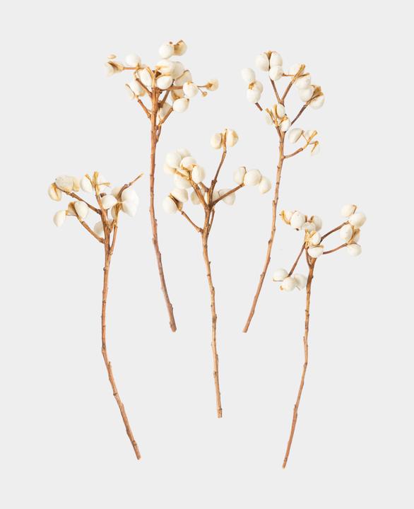 Actual product image I Am Creative Dried flower decoration fruit (Dried flowers)