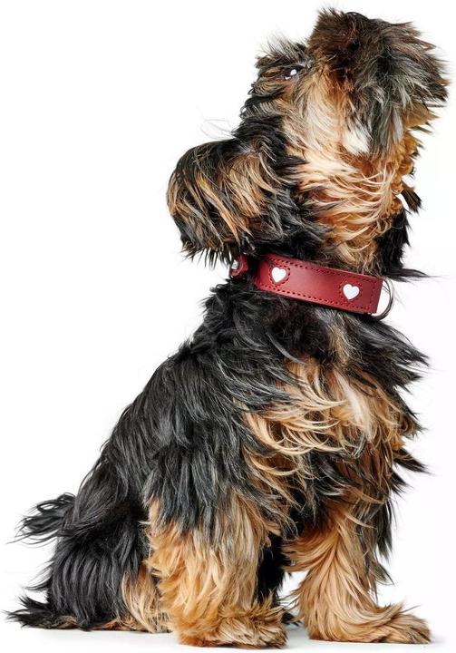 Produktbild Hunter Halsband Love für Hunde 42 (42, Hund, Hundesport)