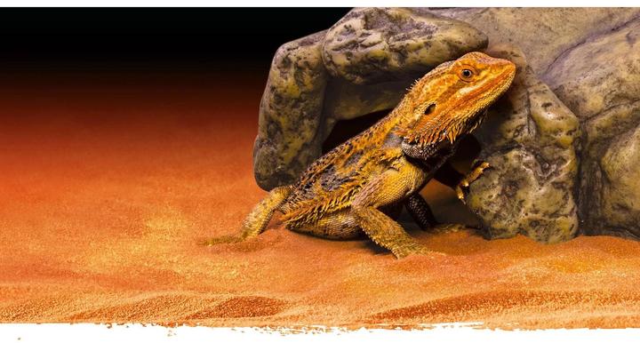 Actual product image Exo Terra Reptile Cave