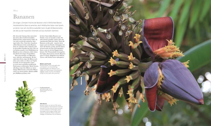 Immagine prodotto Flora – Wunderwelt der Pflanzen (Tedesco, Casa editrice DK, 2019)