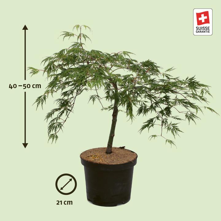 Actual product image Zulauf Japames Maple (40 cm)