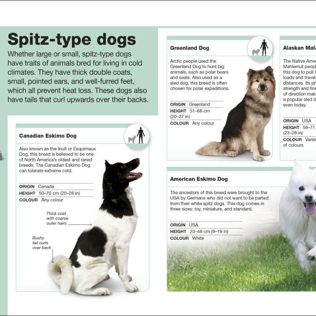 Actual product image Pocket Eyewitness Dogs (English, 2018)