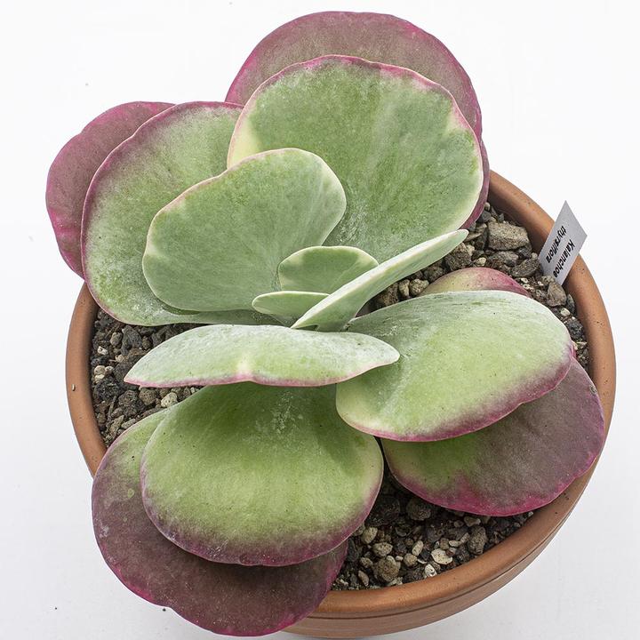Actual product image Kakteen Gautschi Kalanchoe thyrsiflora (20 cm)