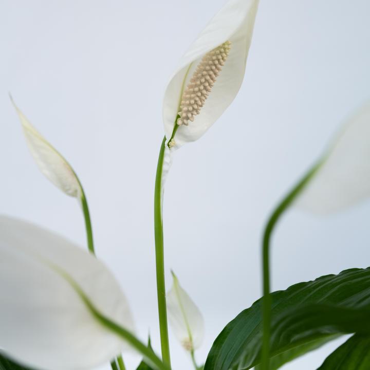 Image du produit Plant in a Box Spathiphyllum 'Torelli' - Lot de 2 Lis de Paix (30 cm)