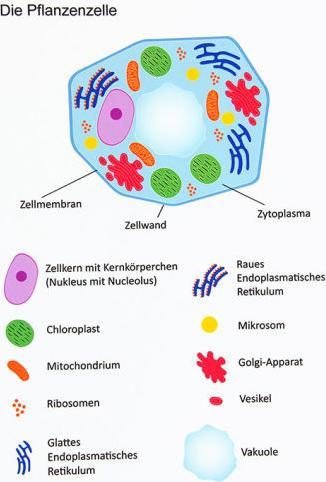 Produktbild Betzold Magnetische pflanzliche Zelle