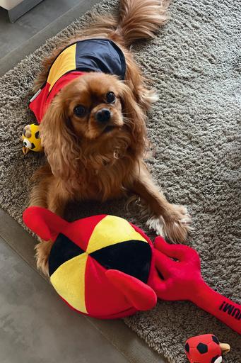 Image du produit Beeztees Cape pour chien Go Belgique (Manteau pour chien)