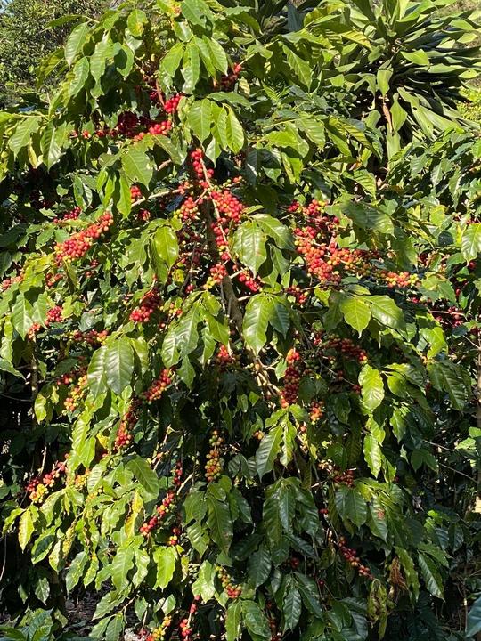 Produktbild Turm Kaffee Guatemala Huehuetenango el Limonar (250 g, Mittlere Röstung)